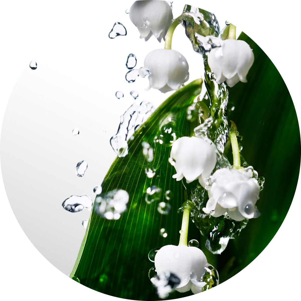 Davidoff Cool Water Woman Eau de Toilette Fresh Floral Fragrance