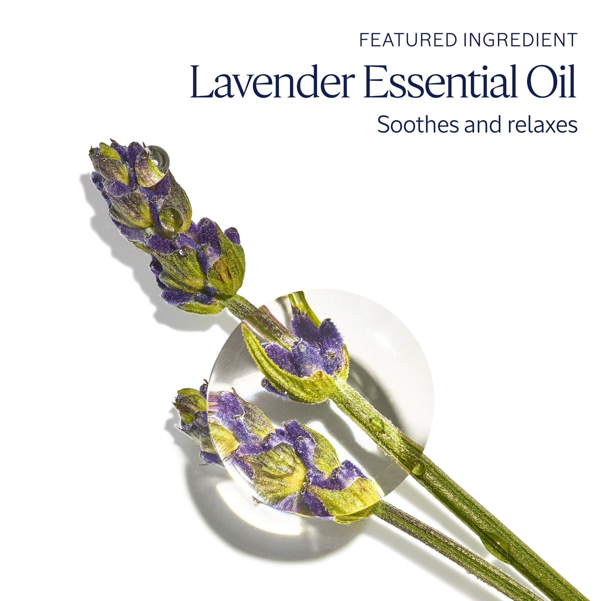 L'OCCITANE Moisturizing Hand Cream